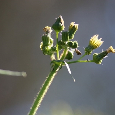 Sonchus oleraceus (Annual Sowthistle) at Wodonga - 24 Oct 2020 by Kyliegw