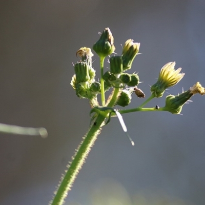 Sonchus oleraceus (Annual Sowthistle) at West Wodonga, VIC - 25 Oct 2020 by KylieWaldon