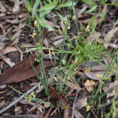 Juncus (genus) (A Rush) at Hughes, ACT - 25 Oct 2020 by JackyF