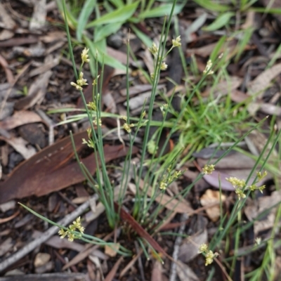 Juncus sp. (A Rush) at Red Hill Nature Reserve - 24 Oct 2020 by JackyF