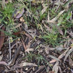 Juncus sp. at Hughes, ACT - 25 Oct 2020