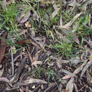 Juncus sp. at Hughes, ACT - 25 Oct 2020