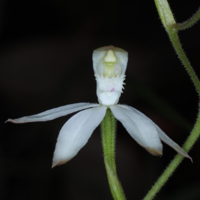 Caladenia moschata (Musky Caps) at Black Mountain - 24 Oct 2020 by jb2602