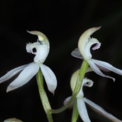 Caladenia moschata at Acton, ACT - 24 Oct 2020