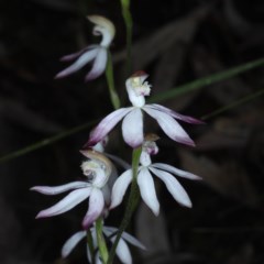 Caladenia moschata at Acton, ACT - 24 Oct 2020