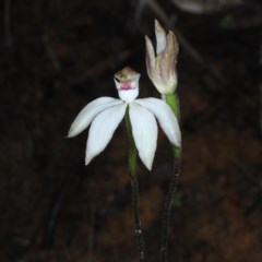 Caladenia moschata at Acton, ACT - 24 Oct 2020