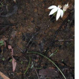 Caladenia moschata at Acton, ACT - 24 Oct 2020