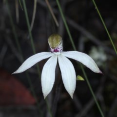 Caladenia sp. (A Caladenia) at Downer, ACT - 24 Oct 2020 by jb2602