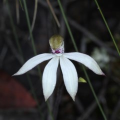 Caladenia sp. (A Caladenia) at Black Mountain - 24 Oct 2020 by jb2602