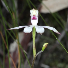 Caladenia sp. at Downer, ACT - 24 Oct 2020