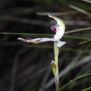 Caladenia sp. at Downer, ACT - 24 Oct 2020