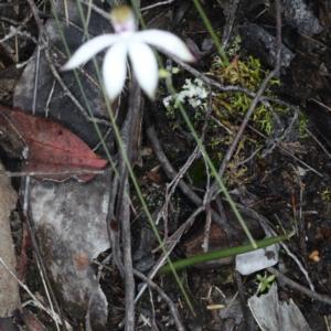 Caladenia sp. at Downer, ACT - 24 Oct 2020