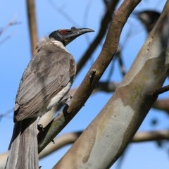 Philemon corniculatus (Noisy Friarbird) at Wodonga, VIC - 24 Oct 2020 by Kyliegw