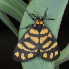 Asura lydia (Lydia Lichen Moth) at Downer, ACT - 24 Oct 2020 by jb2602