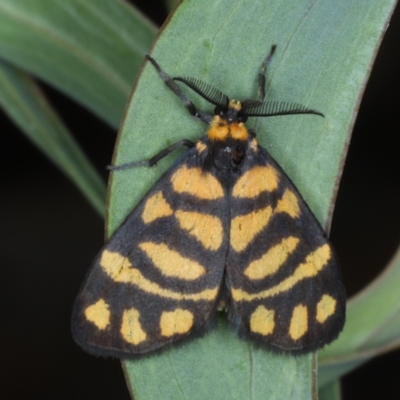 Asura lydia (Lydia Lichen Moth) at Black Mountain - 24 Oct 2020 by jb2602