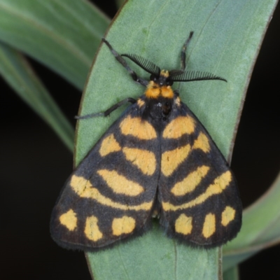 Asura lydia (Lydia Lichen Moth) at Downer, ACT - 24 Oct 2020 by jb2602