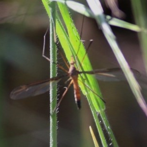 Leptotarsus (Macromastix) costalis at Wodonga, VIC - 25 Oct 2020