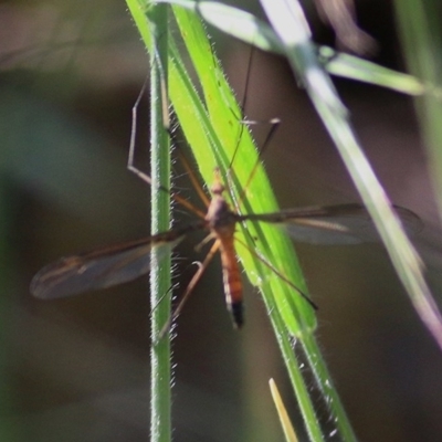 Leptotarsus (Macromastix) costalis (Common Brown Crane Fly) at Wodonga - 24 Oct 2020 by Kyliegw