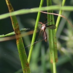 Leptotarsus (Macromastix) costalis at Wodonga, VIC - 25 Oct 2020