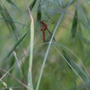 Leptotarsus (Macromastix) costalis at Wodonga, VIC - 25 Oct 2020