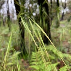 Anisopogon avenaceus (Oat Speargrass) at Lake Tabourie, NSW - 24 Oct 2020 by margotallatt