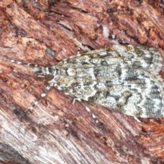 Scoparia syntaracta (A Pyralid moth) at Black Mountain - 24 Oct 2020 by jb2602