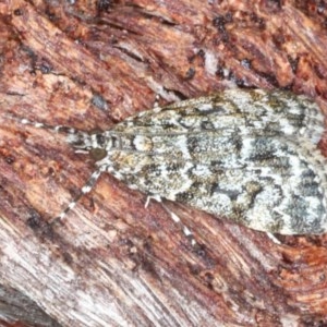 Scoparia syntaracta at Downer, ACT - 24 Oct 2020