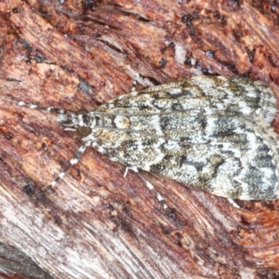 Scoparia syntaracta (A Pyralid moth) at Black Mountain - 24 Oct 2020 by jb2602