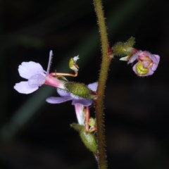 Stylidium (genus) (Trigger Plant) at Acton, ACT - 24 Oct 2020 by jb2602
