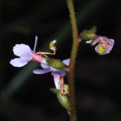 Stylidium sp. (Trigger Plant) at Black Mountain - 24 Oct 2020 by jb2602