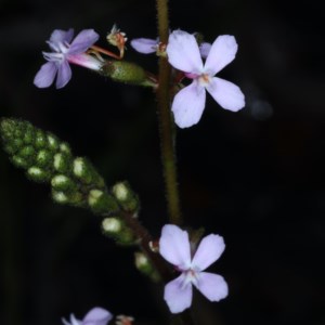 Stylidium sp. at Acton, ACT - 24 Oct 2020