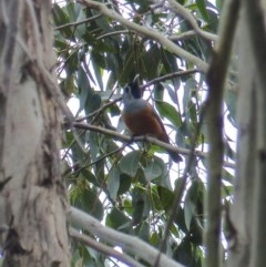 Monarcha melanopsis (Black-faced Monarch) at Black Range, NSW - 25 Oct 2020 by MatthewHiggins