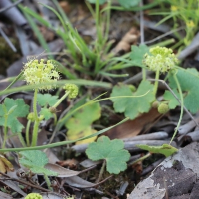 Hydrocotyle laxiflora (Stinking Pennywort) at Gundaroo, NSW - 11 Oct 2020 by Gunyijan