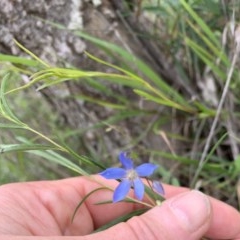 Billardiera heterophylla at Black Range, NSW - 26 Oct 2020 by StephH