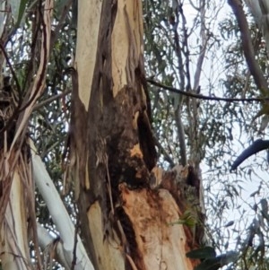 Callocephalon fimbriatum at Campbell, ACT - 25 Oct 2020