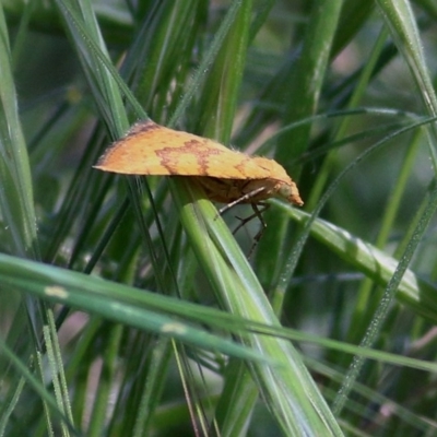 Chrysolarentia correlata (Yellow Carpet) at Wodonga - 24 Oct 2020 by Kyliegw