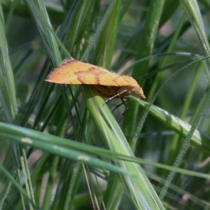 Chrysolarentia correlata at Wodonga, VIC - 25 Oct 2020