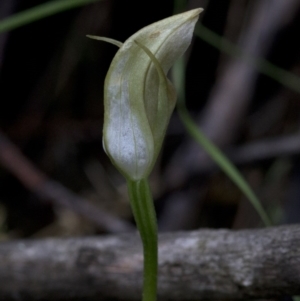 Pterostylis curta at Jedbinbilla - suppressed