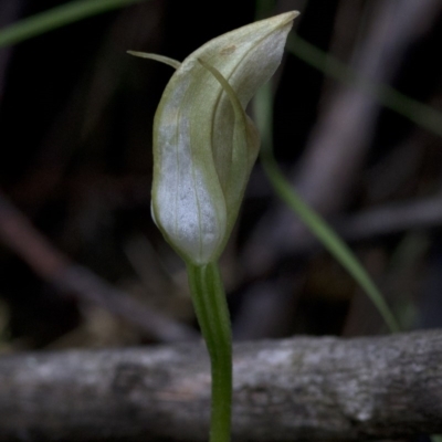 Pterostylis sp. (A Greenhood) at Paddys River, ACT - 24 Oct 2020 by JudithRoach