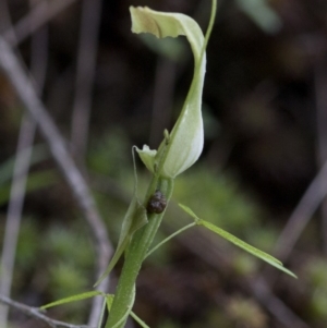 Pterostylis sp. at Paddys River, ACT - 25 Oct 2020