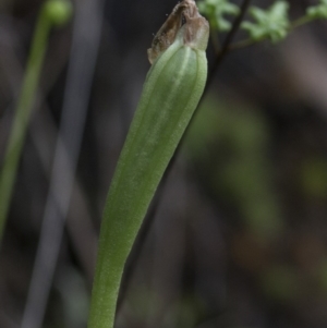 Pterostylis curta at Jedbinbilla - suppressed