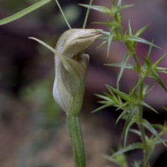 Pterostylis curta at Jedbinbilla - suppressed