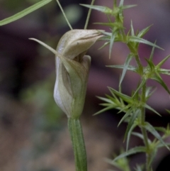 Pterostylis sp. at Paddys River, ACT - 25 Oct 2020