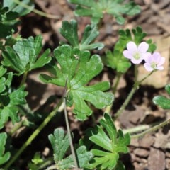 Geranium solanderi (Native Geranium) at Gundaroo, NSW - 11 Oct 2020 by Gunyijan