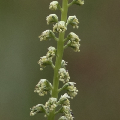 Reseda luteola (Weld) at Paddys River, ACT - 25 Oct 2020 by JudithRoach