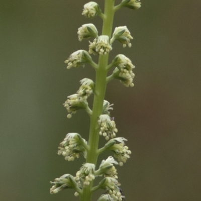 Reseda luteola (Weld) at Paddys River, ACT - 24 Oct 2020 by JudithRoach