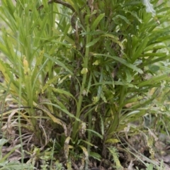 Reseda luteola at Paddys River, ACT - 25 Oct 2020