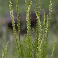 Reseda luteola at Paddys River, ACT - 25 Oct 2020