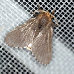 Symphyta nyctopis (A Bombycoid Moth (Lasiocampinae)) at O'Connor, ACT - 4 Oct 2020 by ibaird