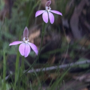 Caladenia carnea at Paddys River, ACT - suppressed